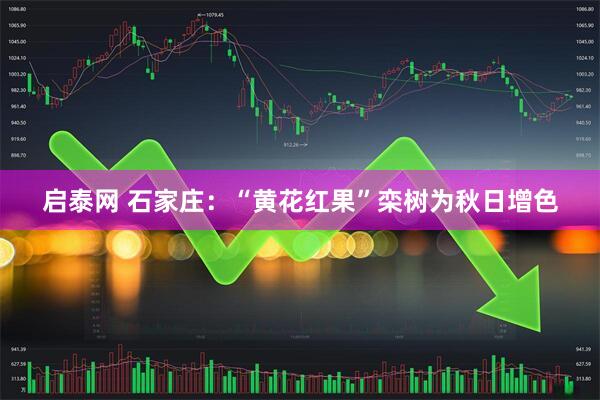 启泰网 石家庄：“黄花红果”栾树为秋日增色